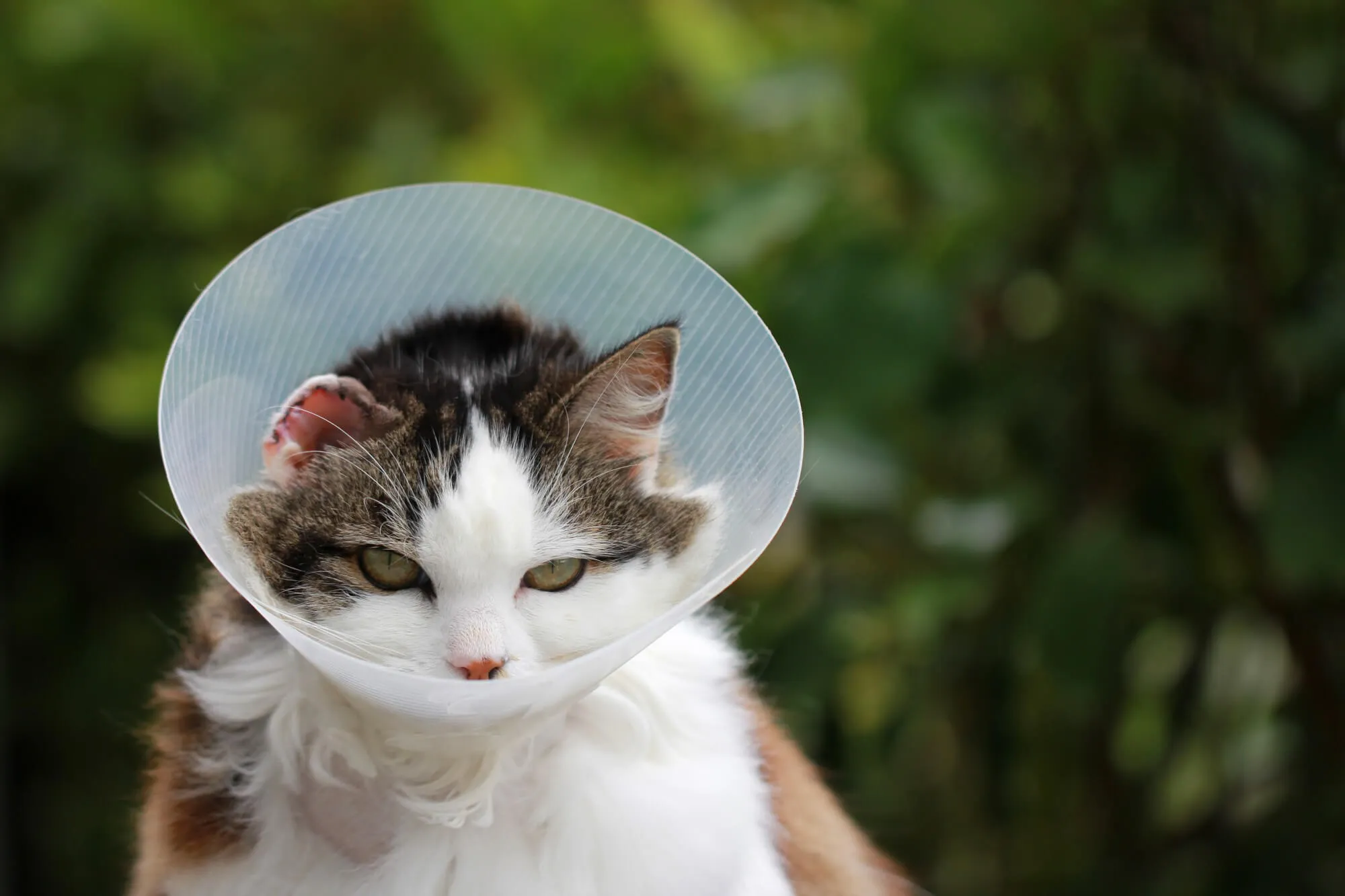 Котка с предпазна яка