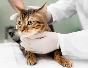 Котка на преглед при ветеринар