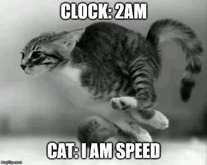 бягаща котка