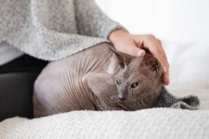 Кротко лежаща котка Сфинкс