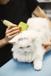 Сресване на котка